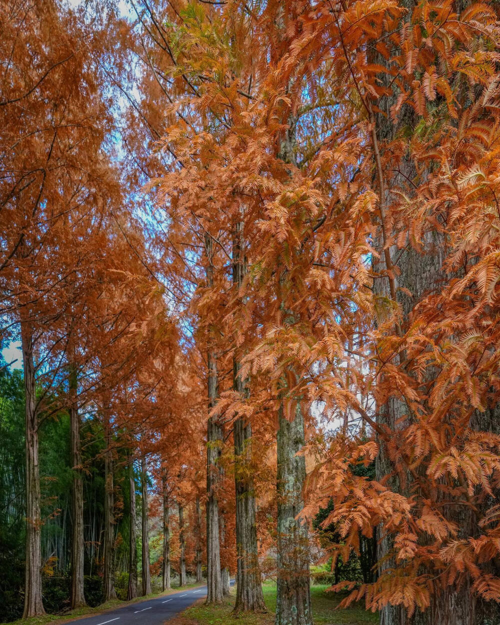 日本 愛媛県 上浮穴郡久万高原町 メタセコイア並木 Metasequoia 水杉 