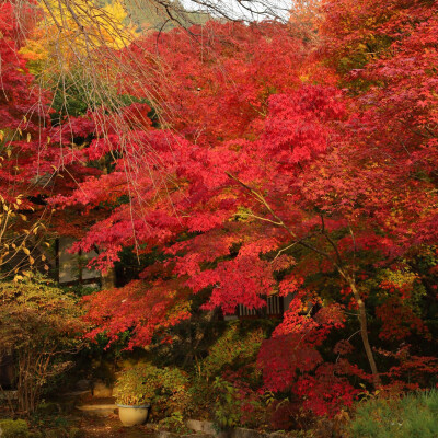 日本 京都 常寂光寺 Jojakkoji Temple Jojakko-ji 