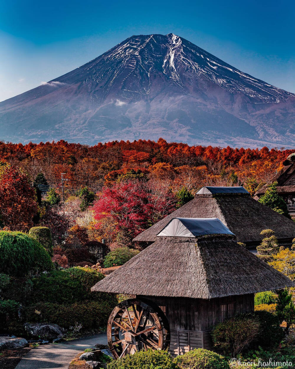 日本 山梨県 富士山 榛の木林 