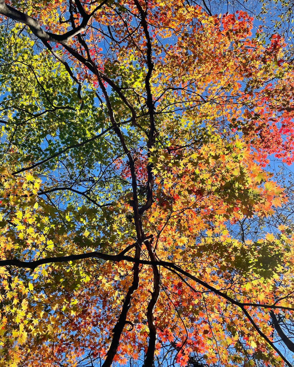 青空に紅葉のグラデーション 