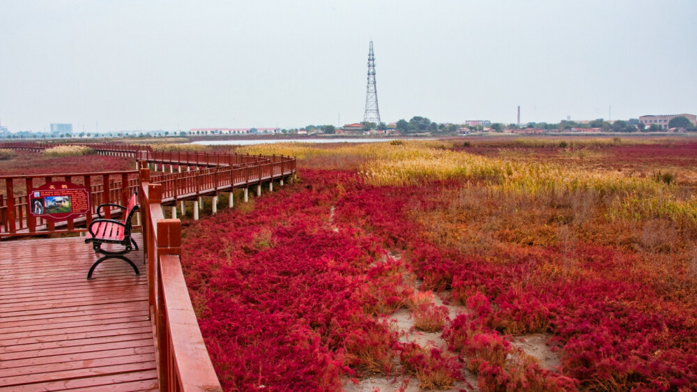 魅力国红碱蓬滩
地址：滨海新区大港油田幸福路东方地球物理公司西侧。红海滩“碱蓬草木制栈道”，自西蜿蜒约1千多米，欣赏湿地红色碱蓬草及芦苇的美丽景观。遗憾的是天气不做美，光线灰突突不透亮，拍摄效果看图便知。