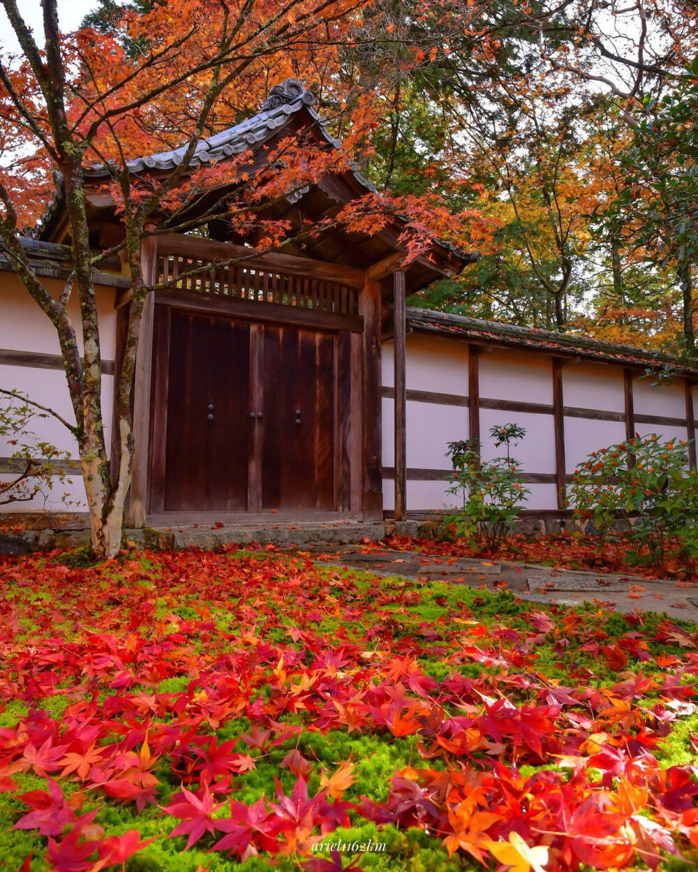 日本 京都 西芳寺 苔寺 Saihoji Temple (Moss Temple) 