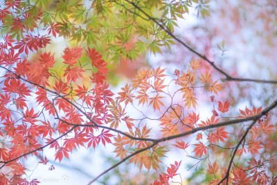 日本 京都 紅鏡 染まり始め