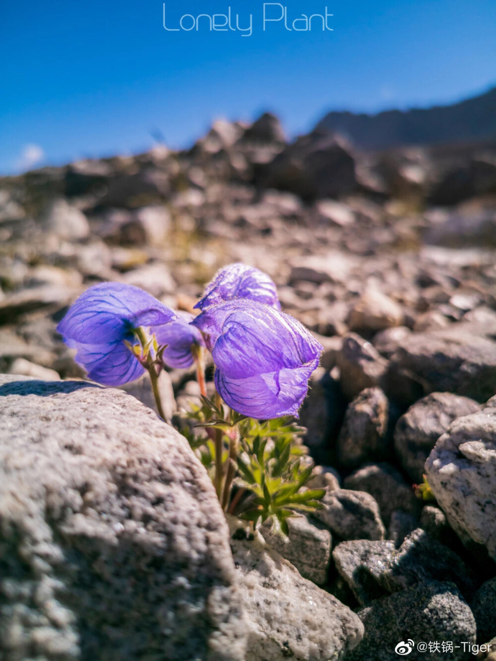 高山植物 珠峰 翠雀花 ​​​wb Lonely-Plant 