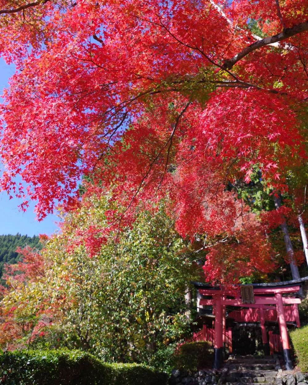 日本 京都 善峯寺