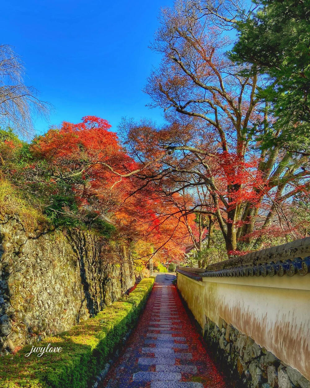 日本 京都 善峯寺