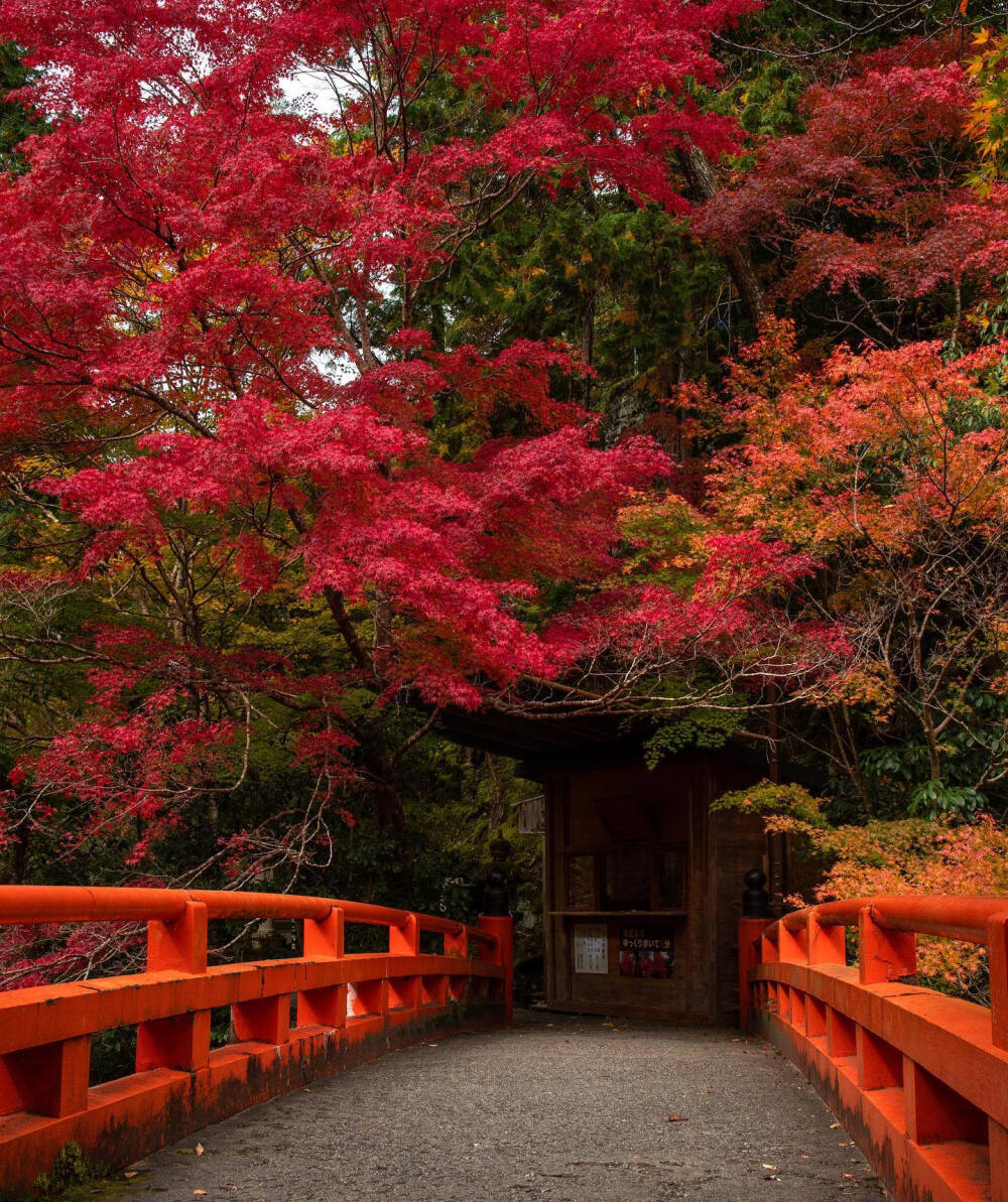 日本 京都 西明寺 高雄 槇尾 