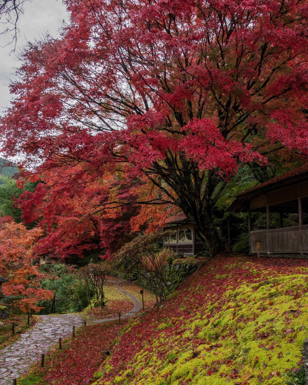 日本 京都 白龍園 Hakuryuen 紅葉も苔も 霧雨に濡れて色鮮やかでした