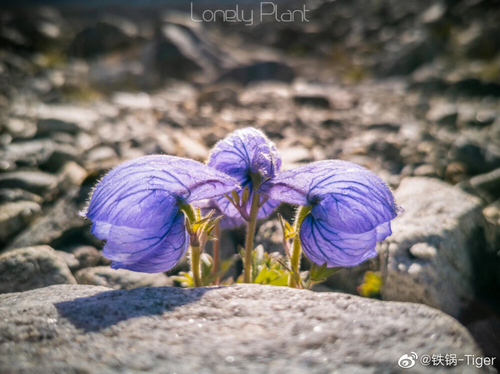 高山植物 珠峰 翠雀花 ​​​wb Lonely-Plant 