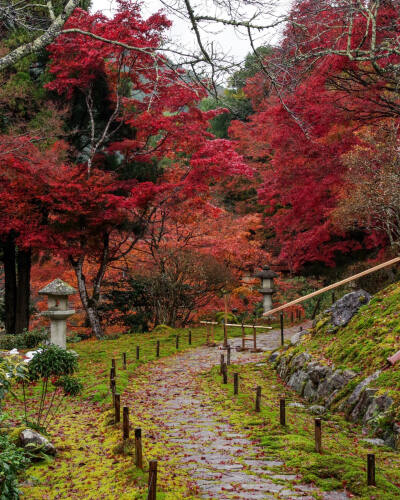 日本 京都 白龍園 Hakuryuen 紅葉も苔も 霧雨に濡れて色鮮やかでした