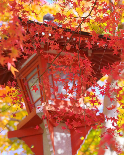 日本 京都 善峯寺