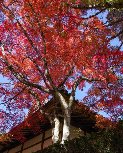 日本 京都 亀岡 Kameoka 神蔵寺 Jinzoji Temple