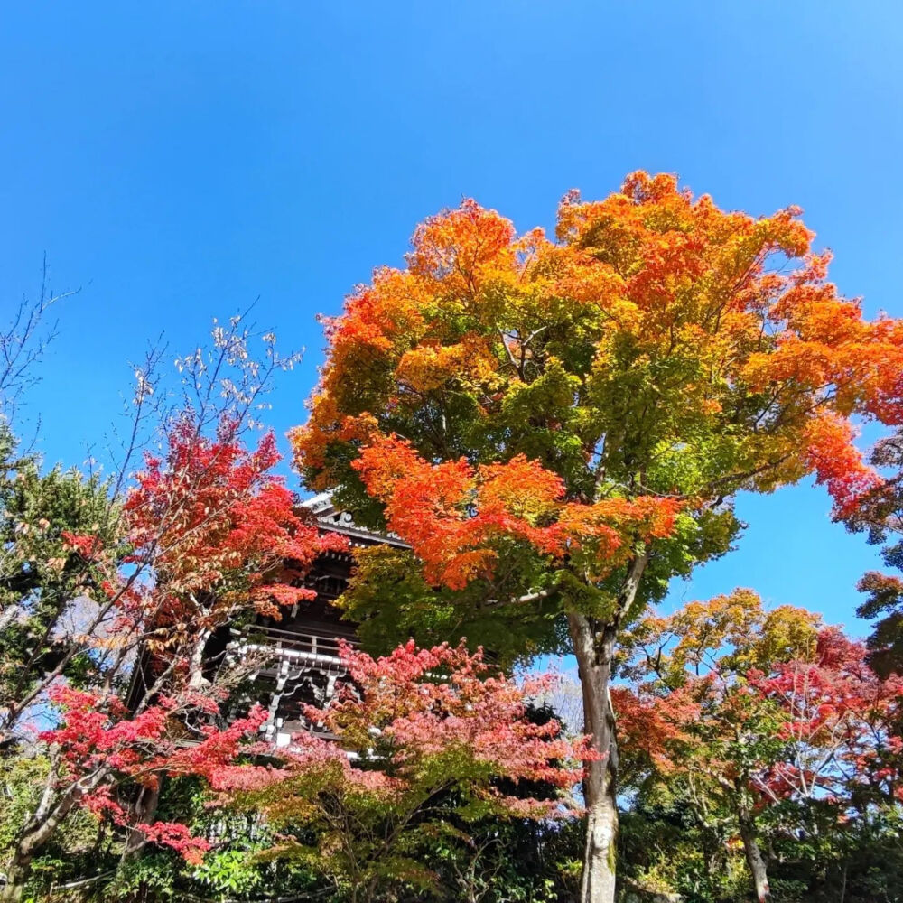 日本 京都 善峯寺