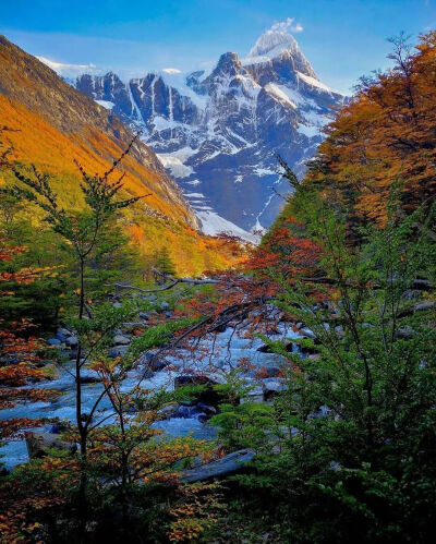 智利 托雷德裴恩国家公园 黄叶 秋 雪山 Torres del Paine National Park Chile