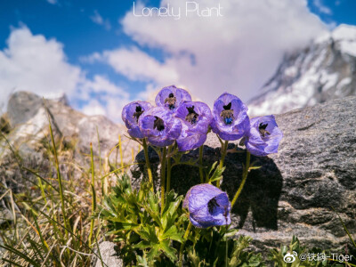 高山植物 珠峰 翠雀花 ​​​wb Lonely-Plant 