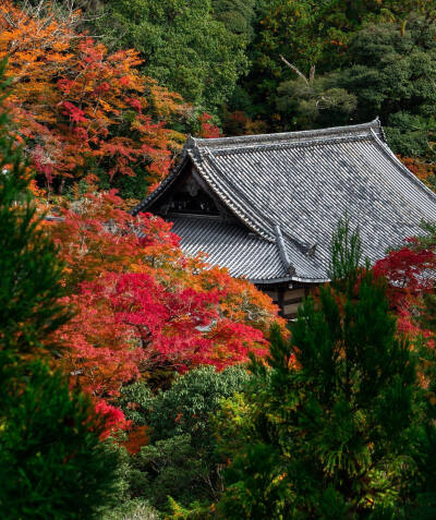 日本 京都 西明寺 高雄 槇尾 