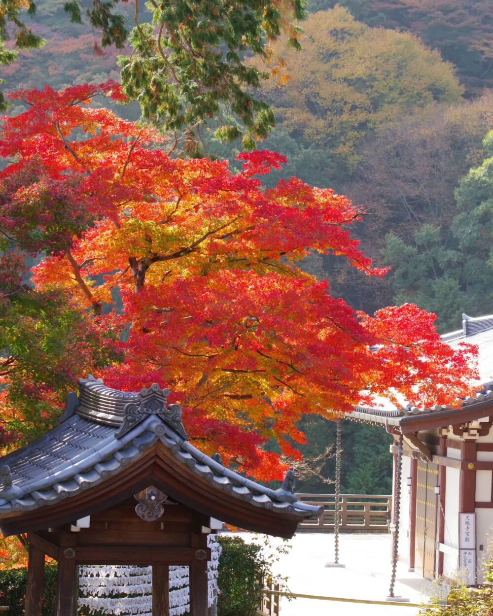 日本 京都 善峯寺