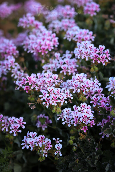 刺天竺葵 Pelargonium echinatum 南非 wb 余天一微博