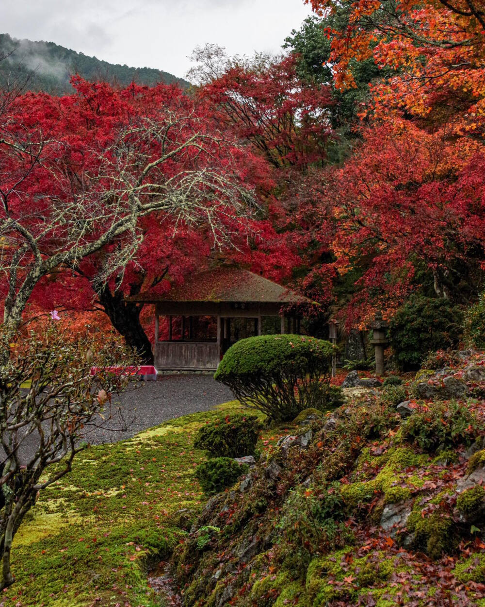 日本 京都 白龍園 Hakuryuen 紅葉も苔も 霧雨に濡れて色鮮やかでした