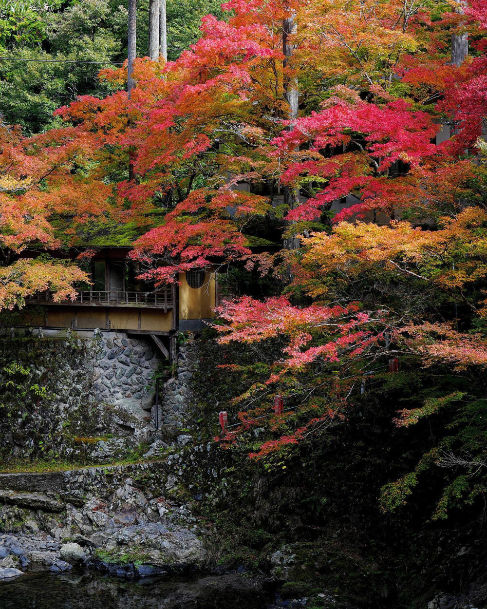 日本 京都 右京区 指月橋からの 清滝川の眺め紅葉 