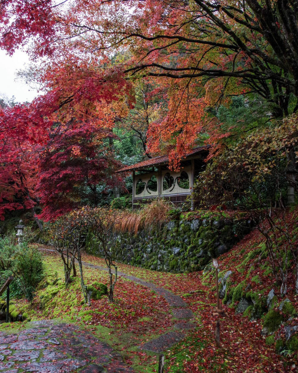 日本 京都 白龍園 Hakuryuen 紅葉も苔も 霧雨に濡れて色鮮やかでした