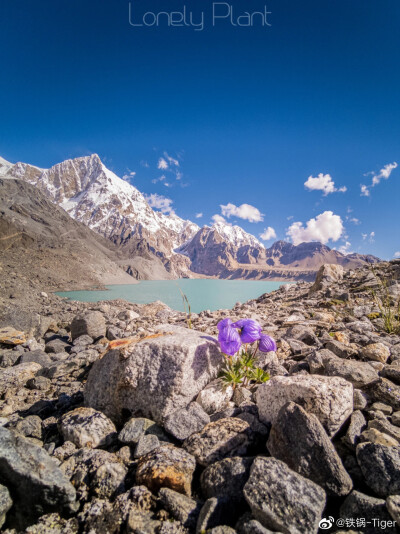 高山植物 珠峰 翠雀花 ​​​wb Lonely-Plant 