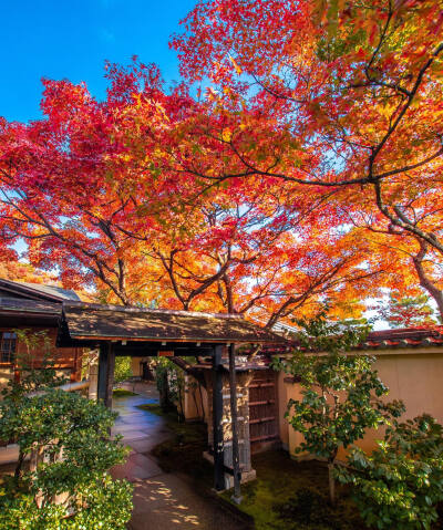 日本 京都 大徳寺 黄梅院 Oubai-in Temple 秋の禅庭 乌白院 秋禅园