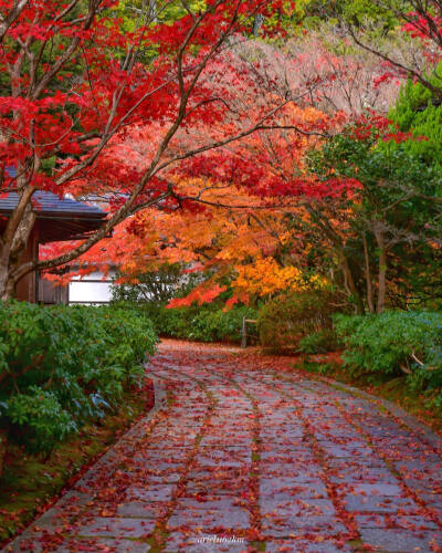 日本 京都 西芳寺 苔寺 Saihoji Temple (Moss Temple) 