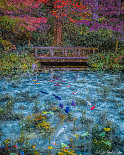 日本 岐阜県 根道神社 モネの池 莫奈之池 锦鲤