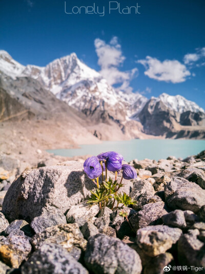 高山植物 珠峰 翠雀花 ​​​wb Lonely-Plant 