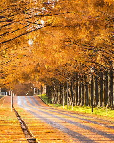 日本 滋賀県 高島市 マキノ高原 メタセコイア並木道 Metasequoia 水杉 