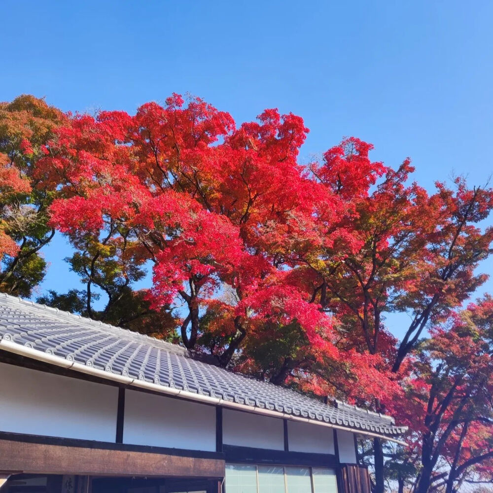 日本 京都 善峯寺