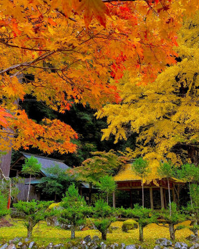 日本 京都 岩戸落葉神社 モミジとイチョウの共演 银杏