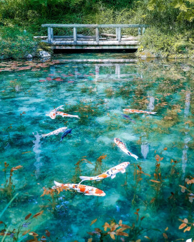 日本 岐阜県 根道神社 モネの池 莫奈之池 锦鲤