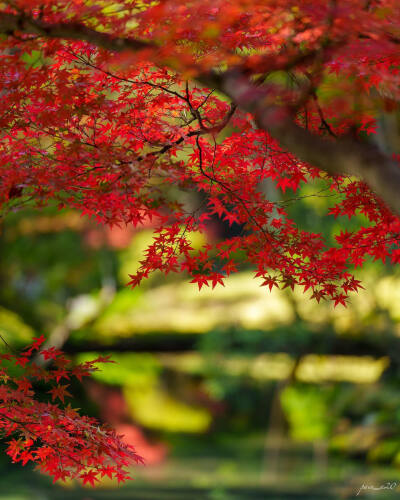 日本 京都 西芳寺 苔寺 Saihoji Temple (Moss Temple) 