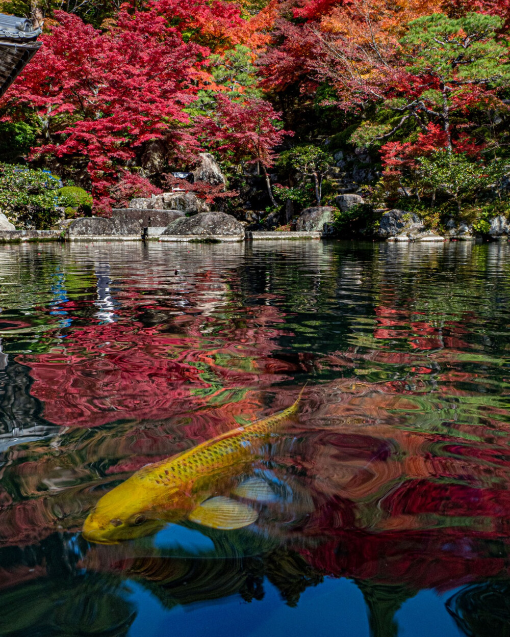 日本 滋賀県 百済寺 湖東三山 鯉は神様の使いと言われているそうです