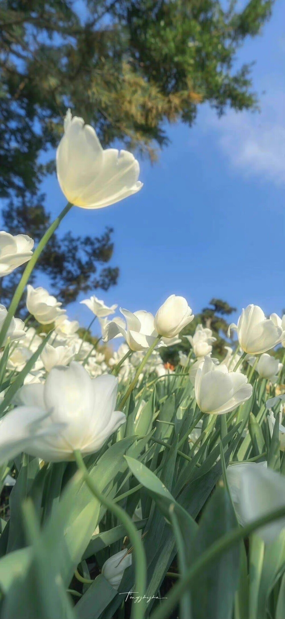 堆糖鲜花壁纸图片