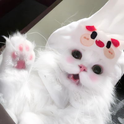 猫猫