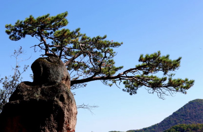 风景壁纸 秋季枫叶 