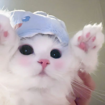 猫猫
