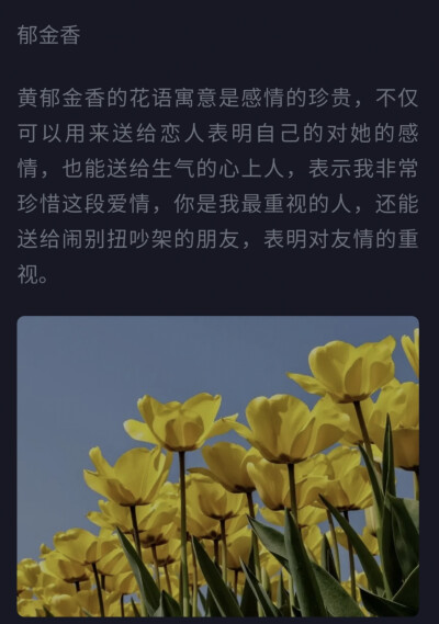 我想送他黄色郁金香