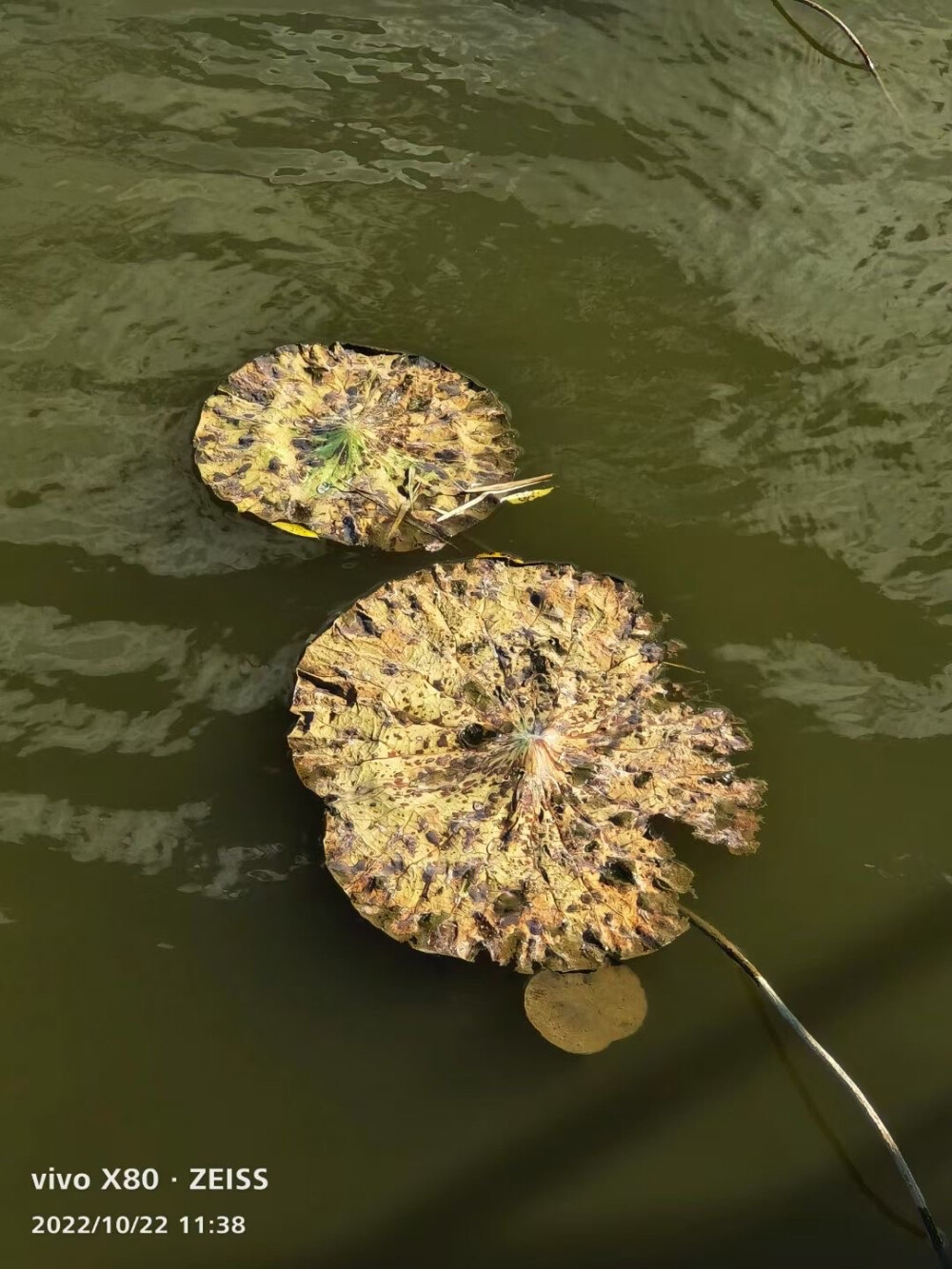    七星湿地，荷叶丢失了晶莹的露珠，布满了斑驳锈迹，洁傲的荷花不见了踪影，只有一片片残叶，孤零零的飘落在冰冷的水面上。而芦花脱掉了碧绿的外衣，摇曳着成熟的花絮，在阳光的映照下，展示着自我的轻盈。唯有那残砖断壁的辽代石佛寺，将永久屹立在七星山上。不远处的大辽河，依然在慢悠悠的流淌着……