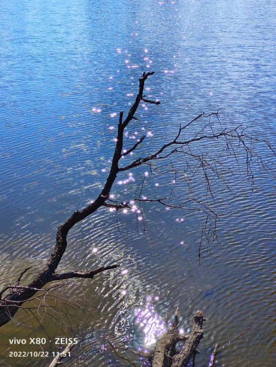    七星湿地，荷叶丢失了晶莹的露珠，布满了斑驳锈迹，洁傲的荷花不见了踪影，只有一片片残叶，孤零零的飘落在冰冷的水面上。而芦花脱掉了碧绿的外衣，摇曳着成熟的花絮，在阳光的映照下，展示着自我的轻盈。唯有那…