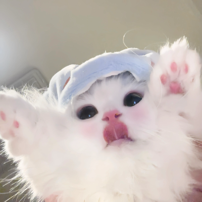 猫猫