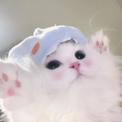 猫猫