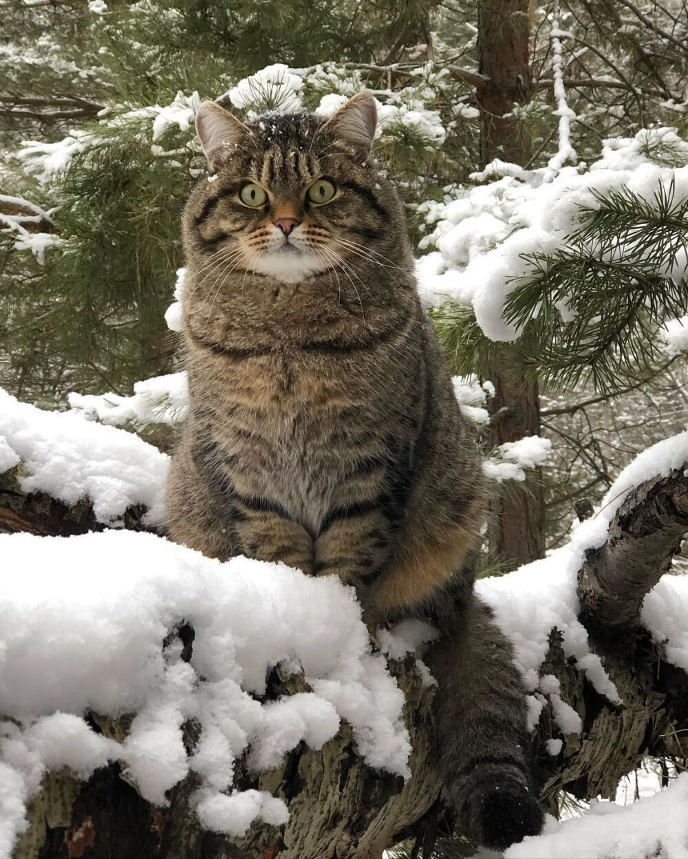 狸花猫
图源网络 侵则删