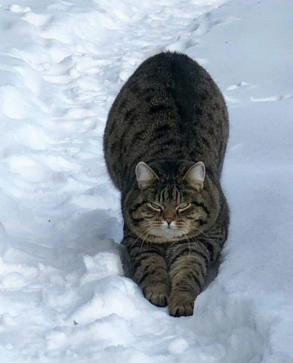 狸花猫
图源网络 侵则删