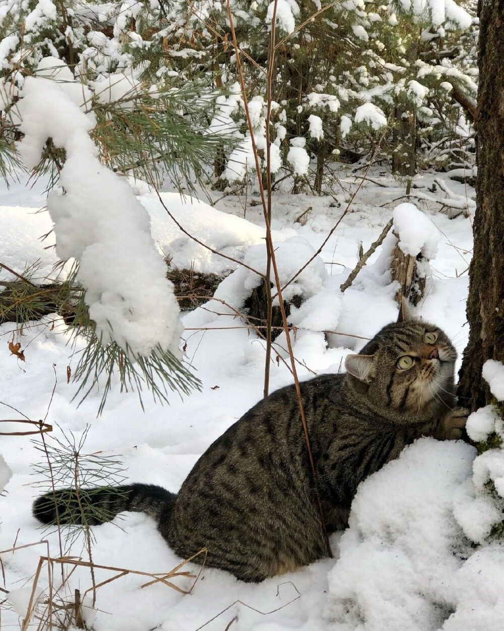 狸花猫
图源网络 侵则删