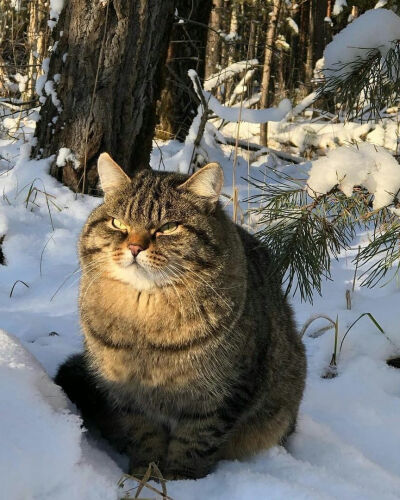 狸花猫
图源网络 侵则删