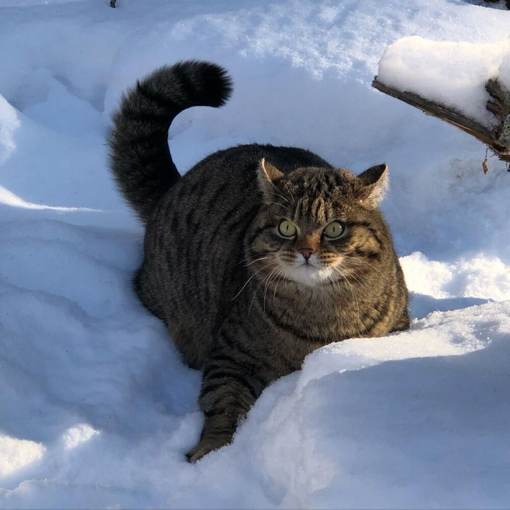 狸花猫
图源网络 侵则删